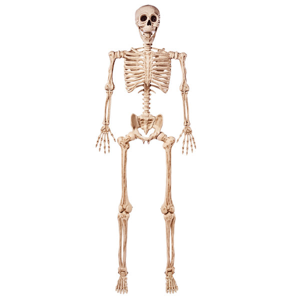 Halloween Posable Life Size Skeleton Full Body Realistic Bones with Movable Joints for Halloween Indoor and Outdoor Decoration